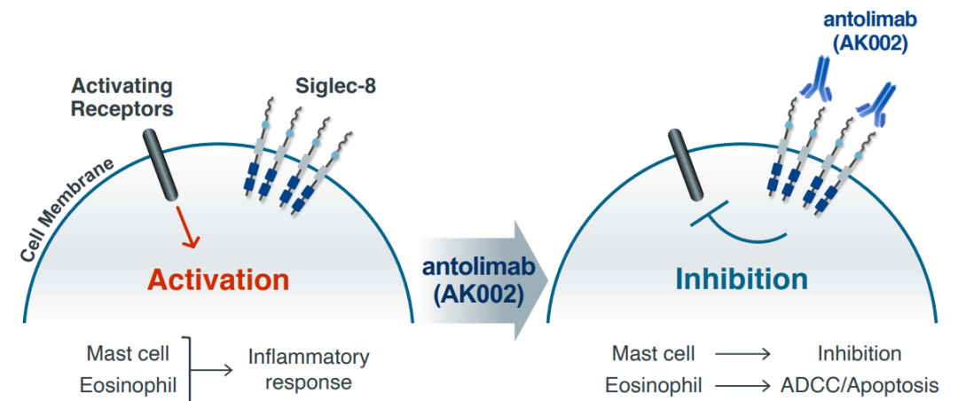 Siglecs ：Oncology 和Immunology领域的多维度玩家