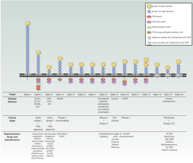 Siglecs ：Oncology 和Immunology领域的多维度玩家