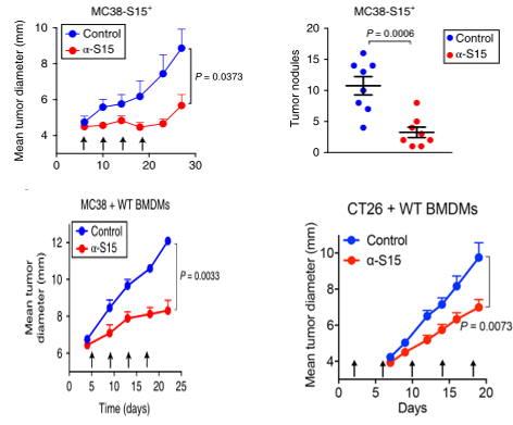 Siglecs ：Oncology 和Immunology领域的多维度玩家