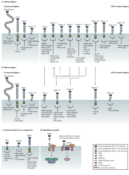 Siglecs ：Oncology 和Immunology领域的多维度玩家