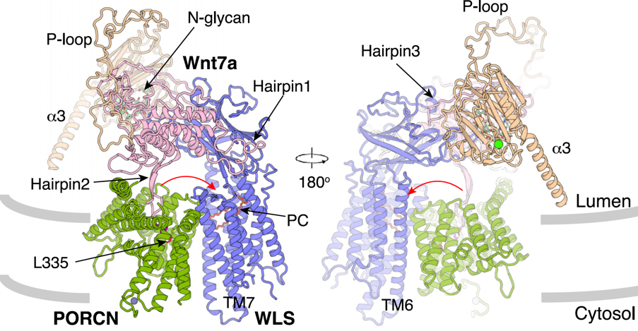 Cell：李晓淳团队揭示Wnt生物发生和分泌以及Wnt7特异性信号的分子基础