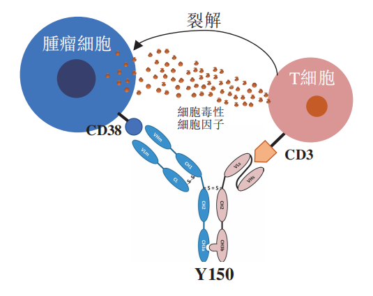 友芝友技术管线全梳理