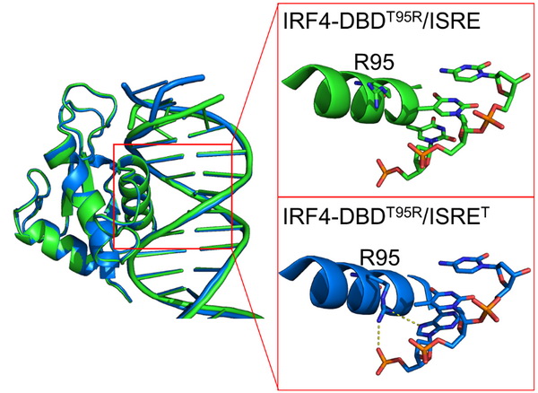 研究揭示转录因子IRF4的T95R突变导致增强功能和新功能的分子机制