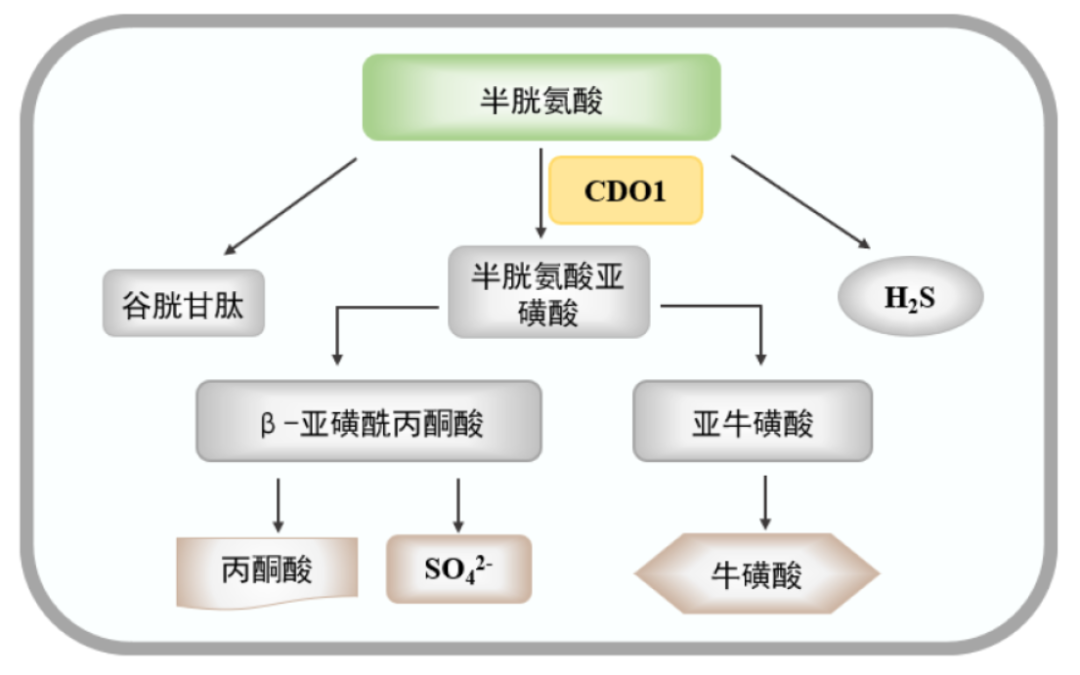 汤其群/郭亮团队发现促进脂肪燃烧的酶Cdo1，并解析其作用机制