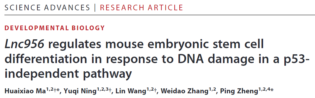 Science子刊：郑萍团队阐明新型LncRNA维持多能干细胞基因组稳态新机制