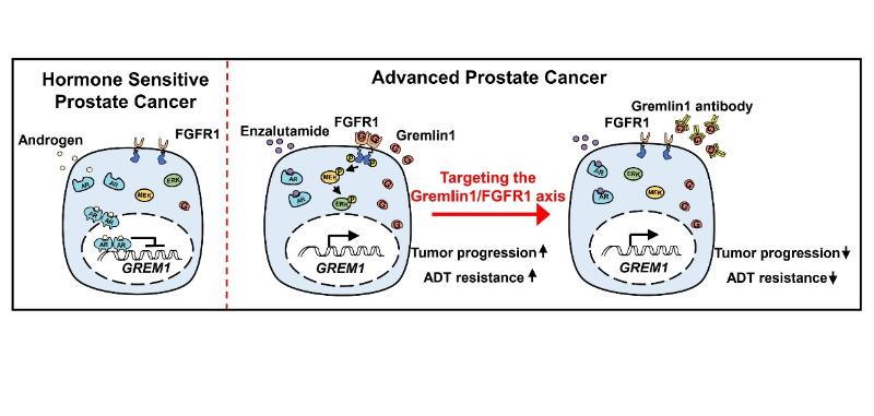 NatureCancer：前列腺癌治疗新靶点Gremlin1