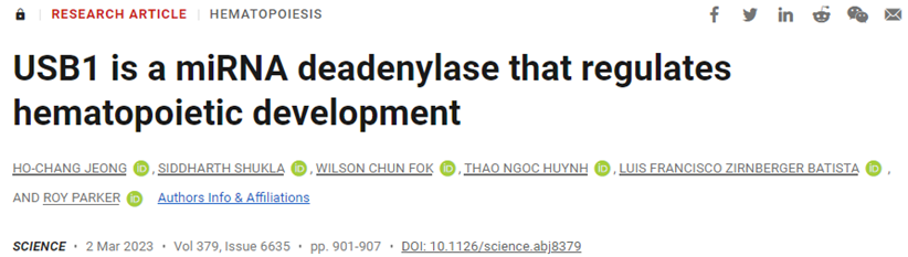 Science：揭示USB1是一种调节造血发育的microRNA去腺苷化酶