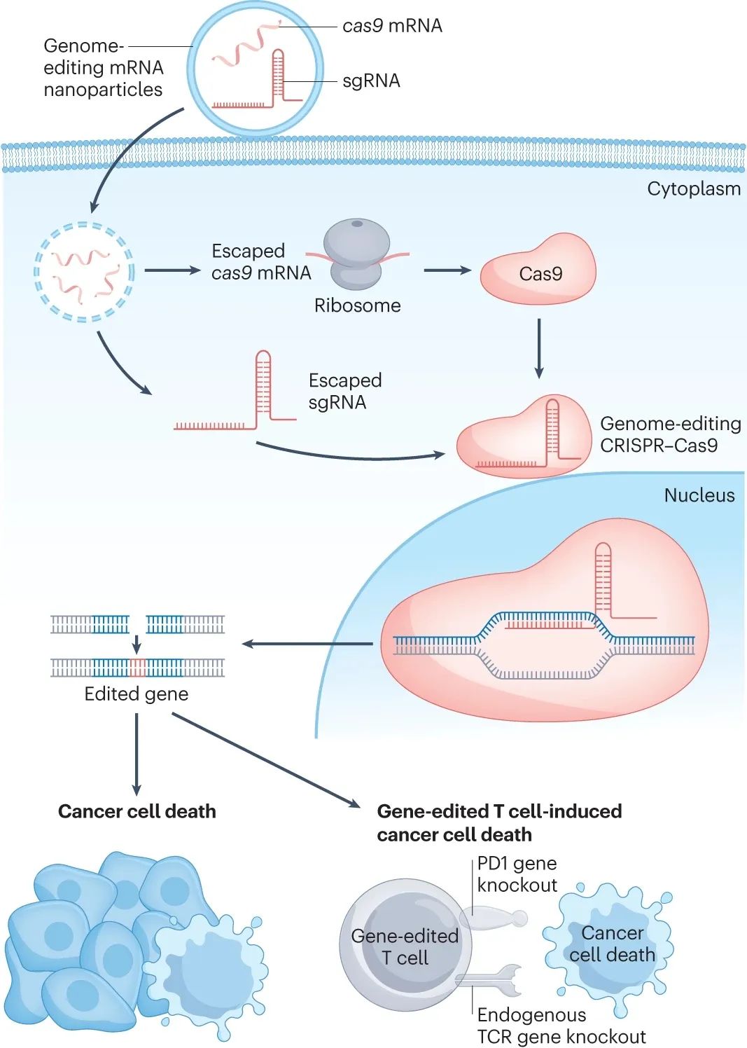 《自然评论·癌症》权威综述：基于mRNA的抗癌疗法，或将改变癌症治疗的未来！
