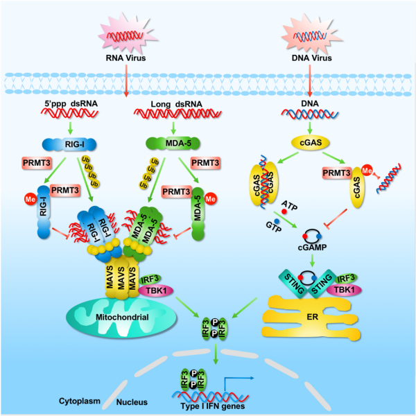 研究揭示精氨酸甲基化酶PRMT3负调控抗病毒天然免疫反应机制