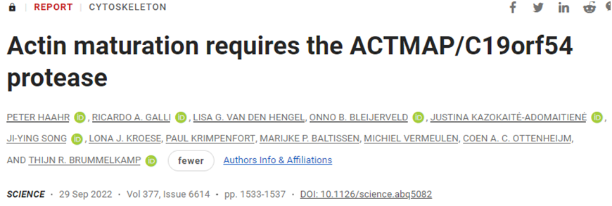 Science：重大进展！发现让细胞骨架主要组分肌动蛋白成熟的神秘基因---ACTMAP