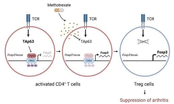 JCI Insight：科学家识别出开发人类类风湿性关节炎新型疗法的潜在蛋白药物靶点—TAp63
