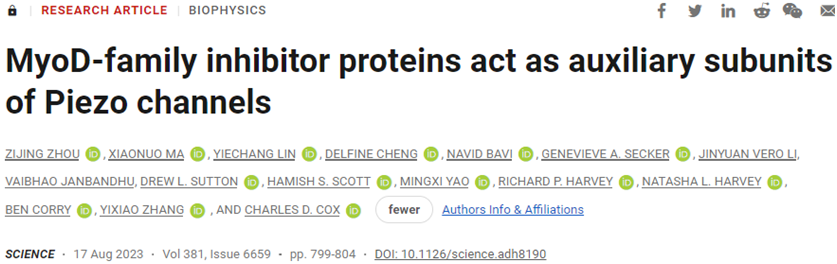 Science：我国科学家领衔揭示MyoD家族抑制蛋白作为PIEZO1/2离子通道的辅助亚基起作用