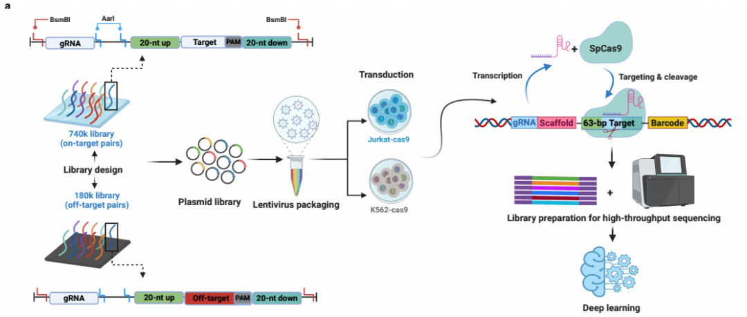 西湖大学马丽佳团队开发全新深度学习模型，精准预测SpCas9/gRNA活性及特异性