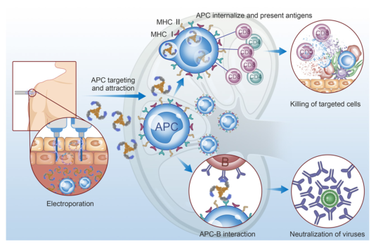 Mol Cancer: CCL11可能是一种有效的抗癌T细胞增强剂
