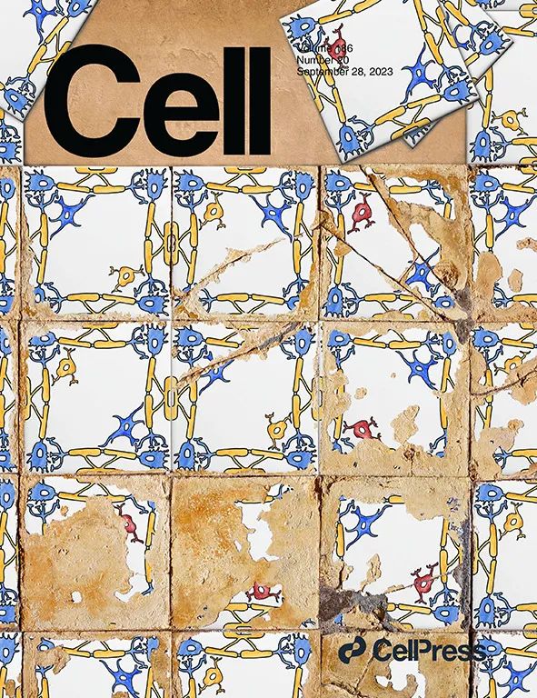 入选年度最佳Cell论文，蔡立慧团队在单细胞层面解析阿尔茨海默病的复杂性