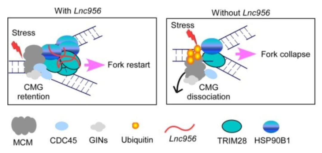 Science子刊：郑萍团队阐明新型LncRNA维持多能干细胞基因组稳态新机制