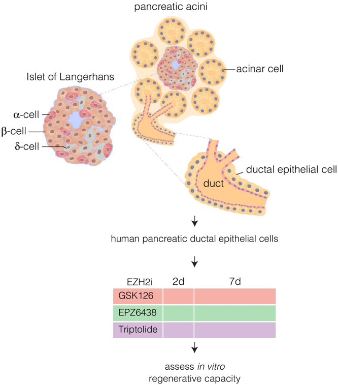 Clin Epigenetics：利用药物抑制人类EZH2可在体外促进胰腺导管祖细胞变成分泌胰岛素的β细胞样细胞