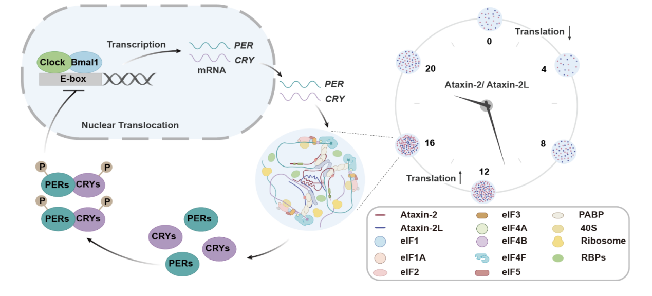 研究揭示相分离调控节律性蛋白翻译的分子机制