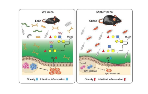 揭示肠道聚糖的修饰或与人类肥胖和炎症发生有关