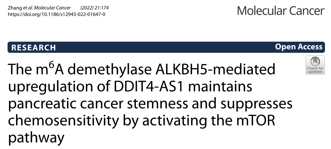 Molecular Cancer: 靶向DDIT4-AS1及其通路可能是治疗胰腺导管腺癌化疗耐药的有效策略