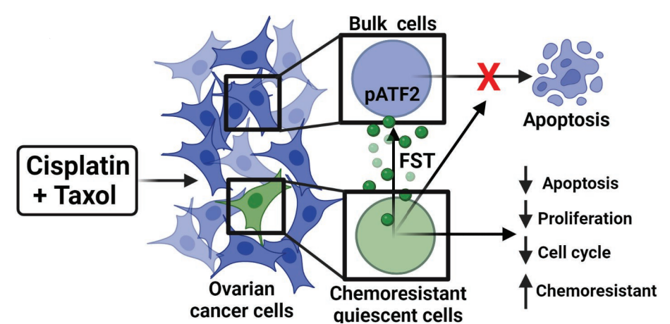 CCR：科学家首次发现，耐药卵巢癌能细胞“催眠”同伙，促进周围癌细胞集体耐药！