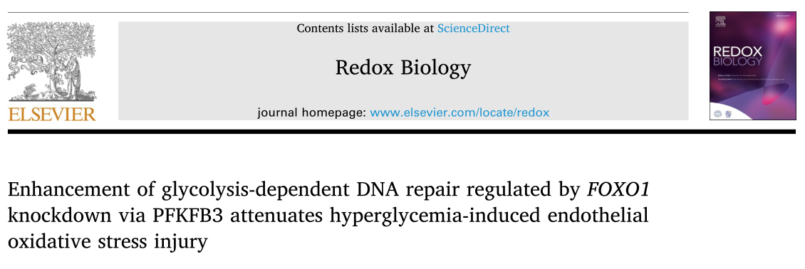 Redox Biology: 糖尿病内皮细胞的糖酵解依赖DNA修复缺陷为糖尿病血管并发症提供新的治疗靶点