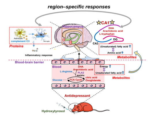 研究人员发表天然产物羟基酪醇的脑区药代动力学特征及抗抑郁作用机制研究成果