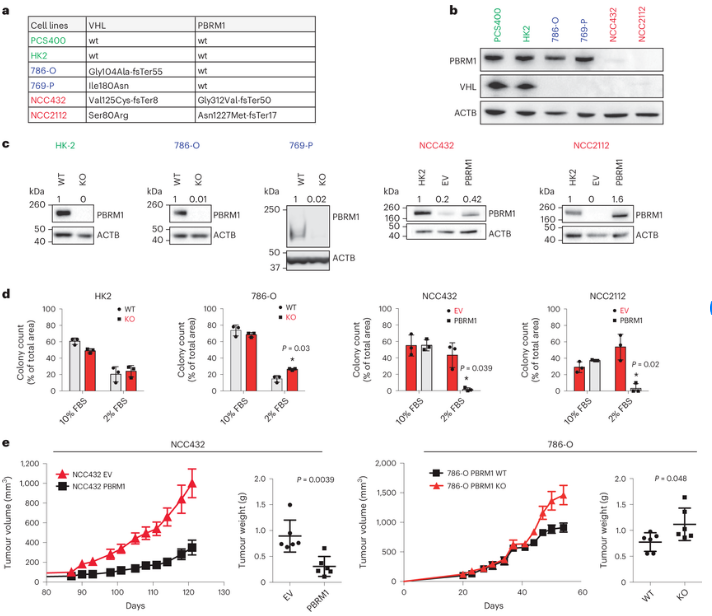 Nat Cell Biol：揭示特殊基因的缺失诱发人类肾癌发生的分子机制