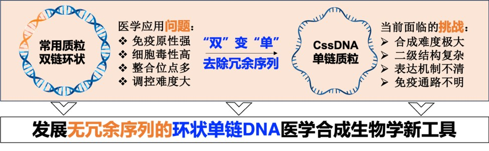 中国科学院杭州医学所宋杰团队阐明环状单链DNA的蛋白表达机制及调控新思路