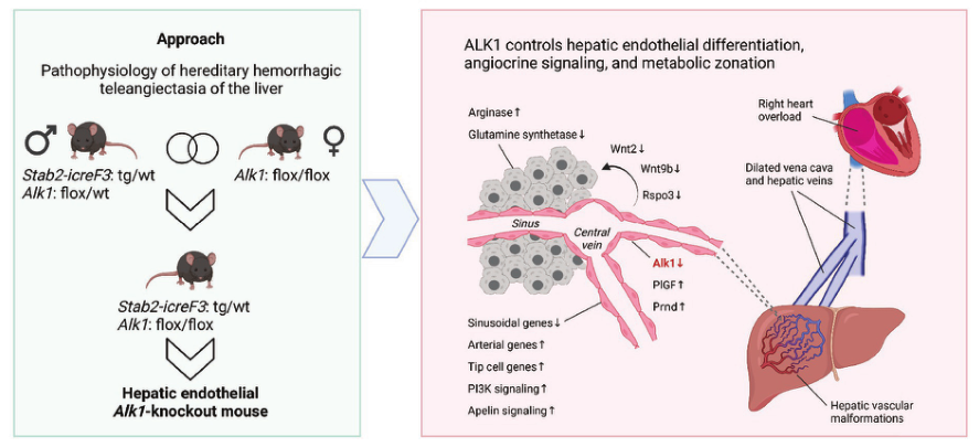 Hepatology: ALK1控制遗传性出血性肝毛细血管扩张症