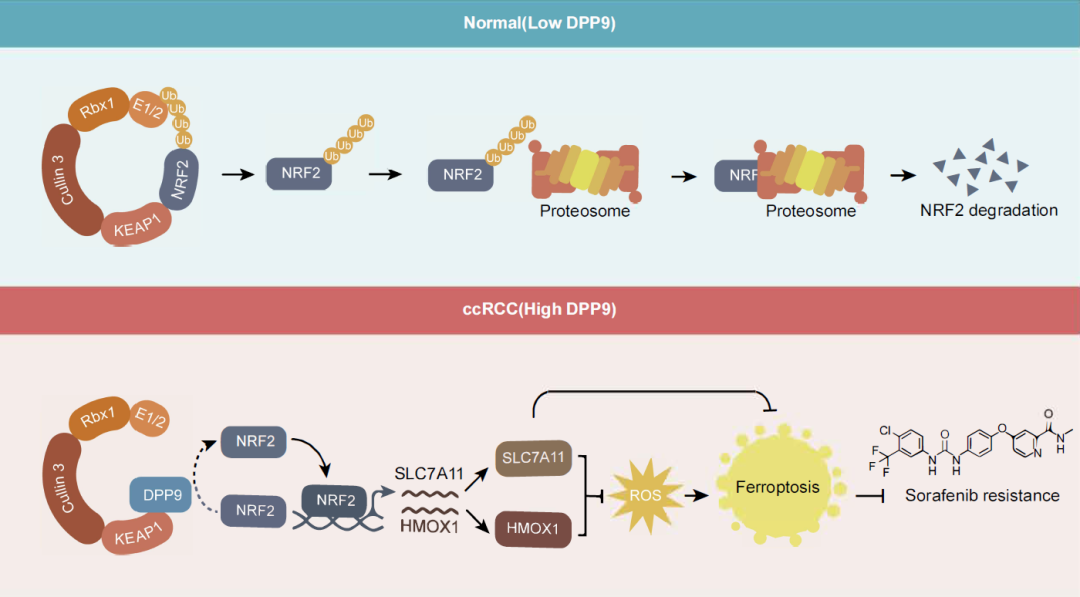 Cancer Res：王陈继团队等揭示DPP9稳定NRF2抑制肾癌铁死亡，从而诱导化疗耐药