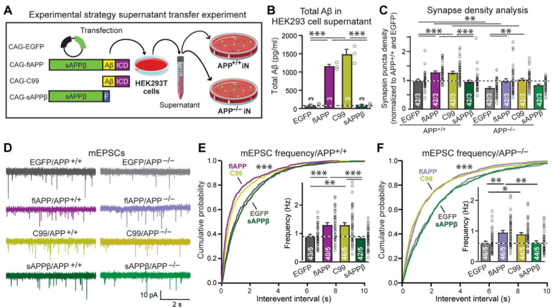 《科学》子刊：Aβ生理功能新发现！导致家族性阿尔茨海默病的瑞典型突变APP，竟能提高神经元突触密度！