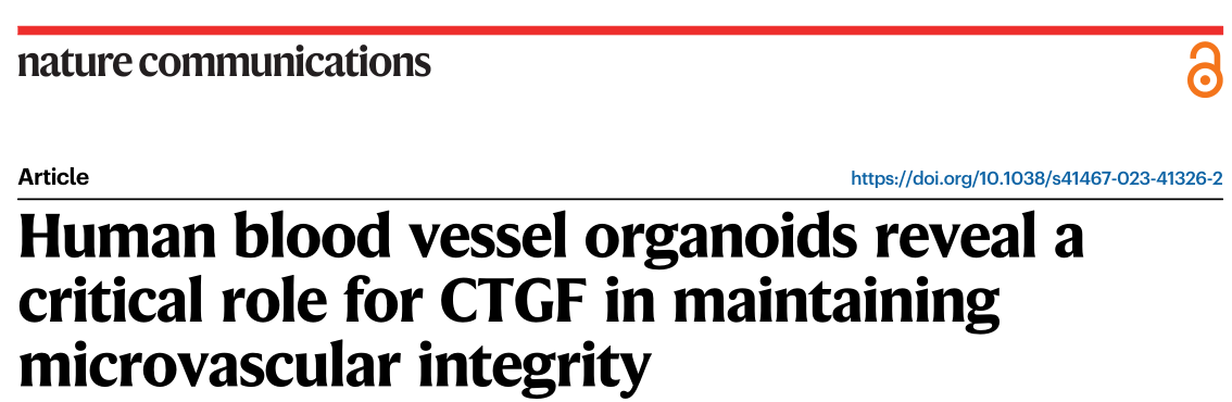 Nature Communications: CTGF在维持微血管完整性中的关键作用