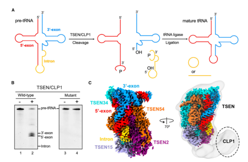 Mol Cell：施一公团队解析人类pre-tRNA剪接机制，完善剪接体结构地图