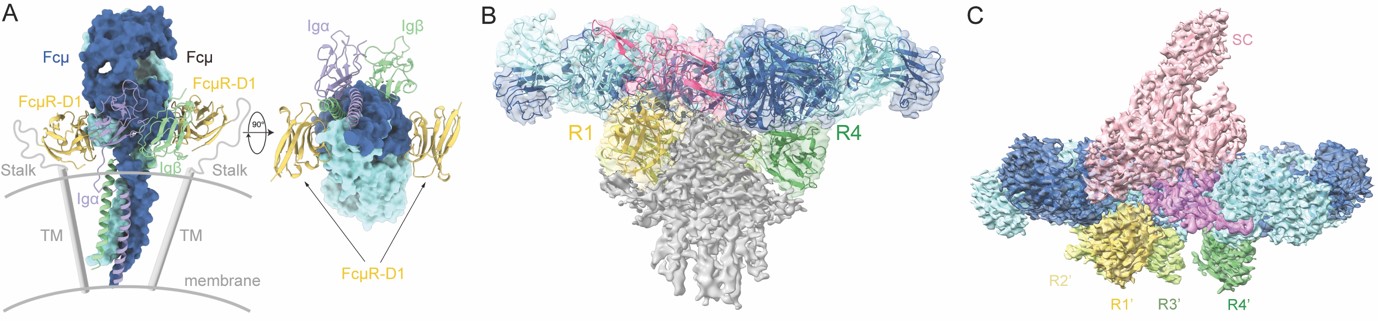 研究阐明免疫球蛋白IgM被特异性受体FcμR识别的分子机制