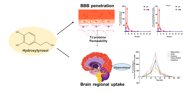 研究人员发表天然产物羟基酪醇的脑区药代动力学特征及抗抑郁作用机制研究成果