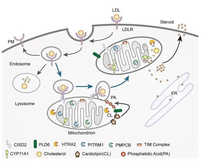 Nature子刊：宋保亮/罗婕团队揭示低密度脂蛋白及其受体通过线粒体降解的新途径