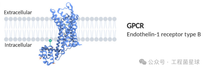 一文读懂 | GPCR抗体开发的前景和挑战