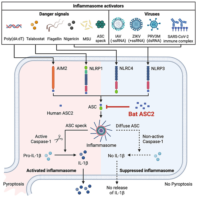Cell：蝙蝠蛋白ASC2强效抑制炎性体的能力有望开发对抗人类炎症性疾病的新策略