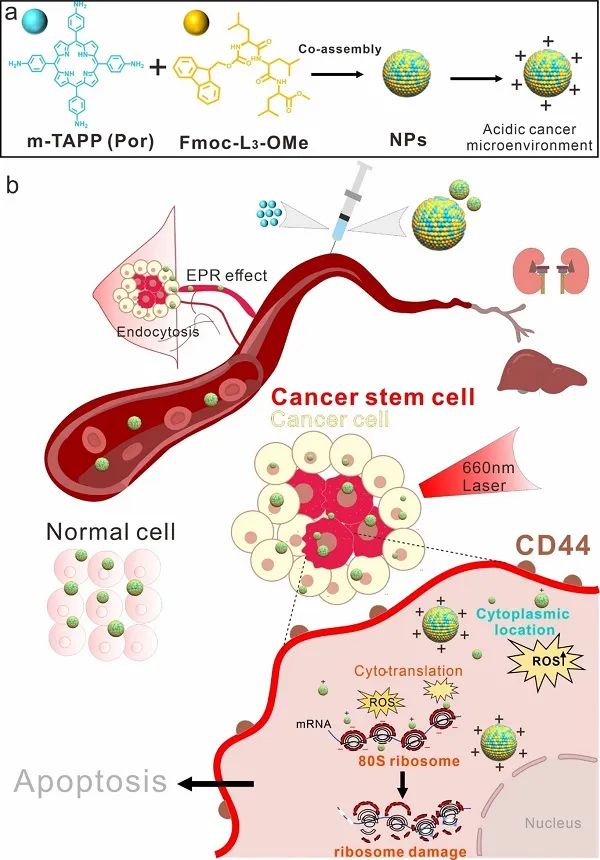 秦燕团队等开发新型光动力疗法，靶向肿瘤干细胞核糖体，实现肿瘤消融