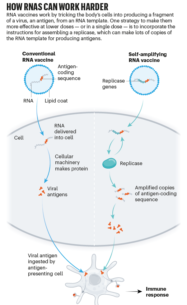 mRNA纳米药物全景解读：最新进展、挑战，临床转化及未来方向