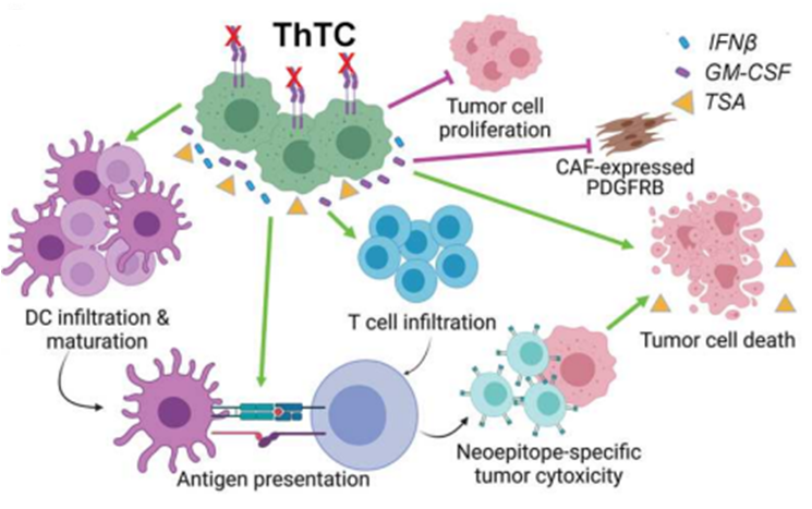 《科学·转化医学》：让癌细胞“窝里斗”！哈佛团队将癌细胞改造成抗癌杀手，能诱导强力的抗肿瘤免疫