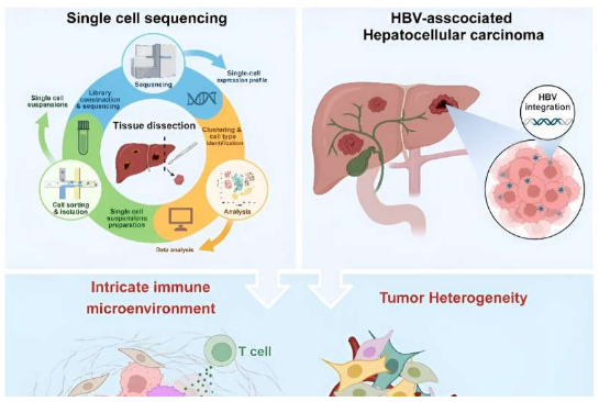 MedComm—Oncol：基于单细胞测序技术揭示HBV所致人类肝细胞癌的新见解