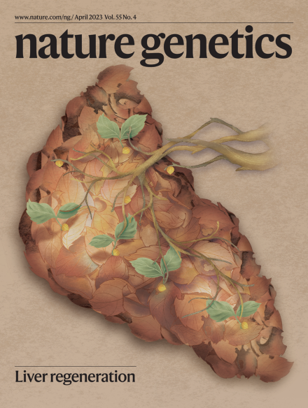 Nature Genetics封面论文：周斌团队发现促进肝再生的双潜能肝祖细胞
