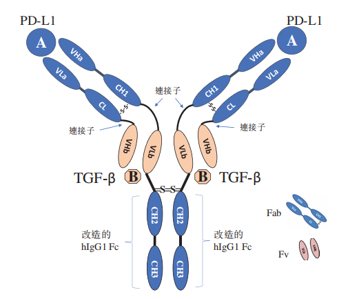 友芝友技术管线全梳理