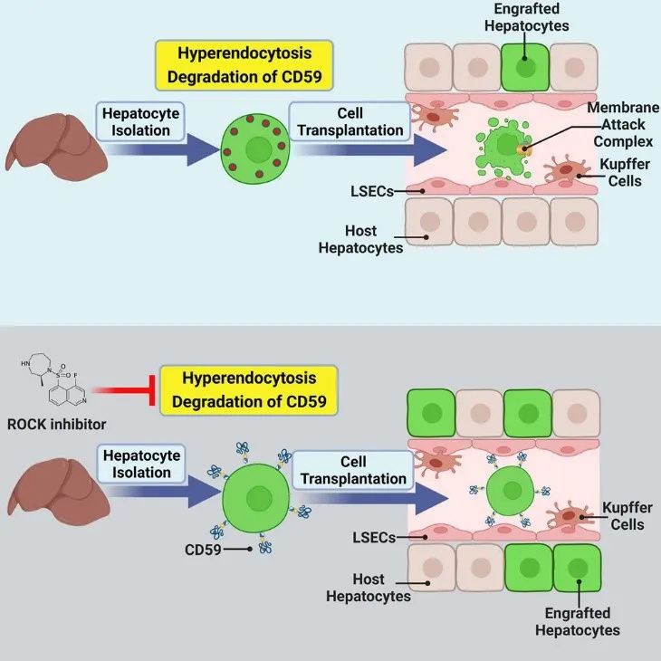 Molecular Therapy：海军军医大学李文林团队揭示ROCK抑制剂增强肝细胞移植的机制