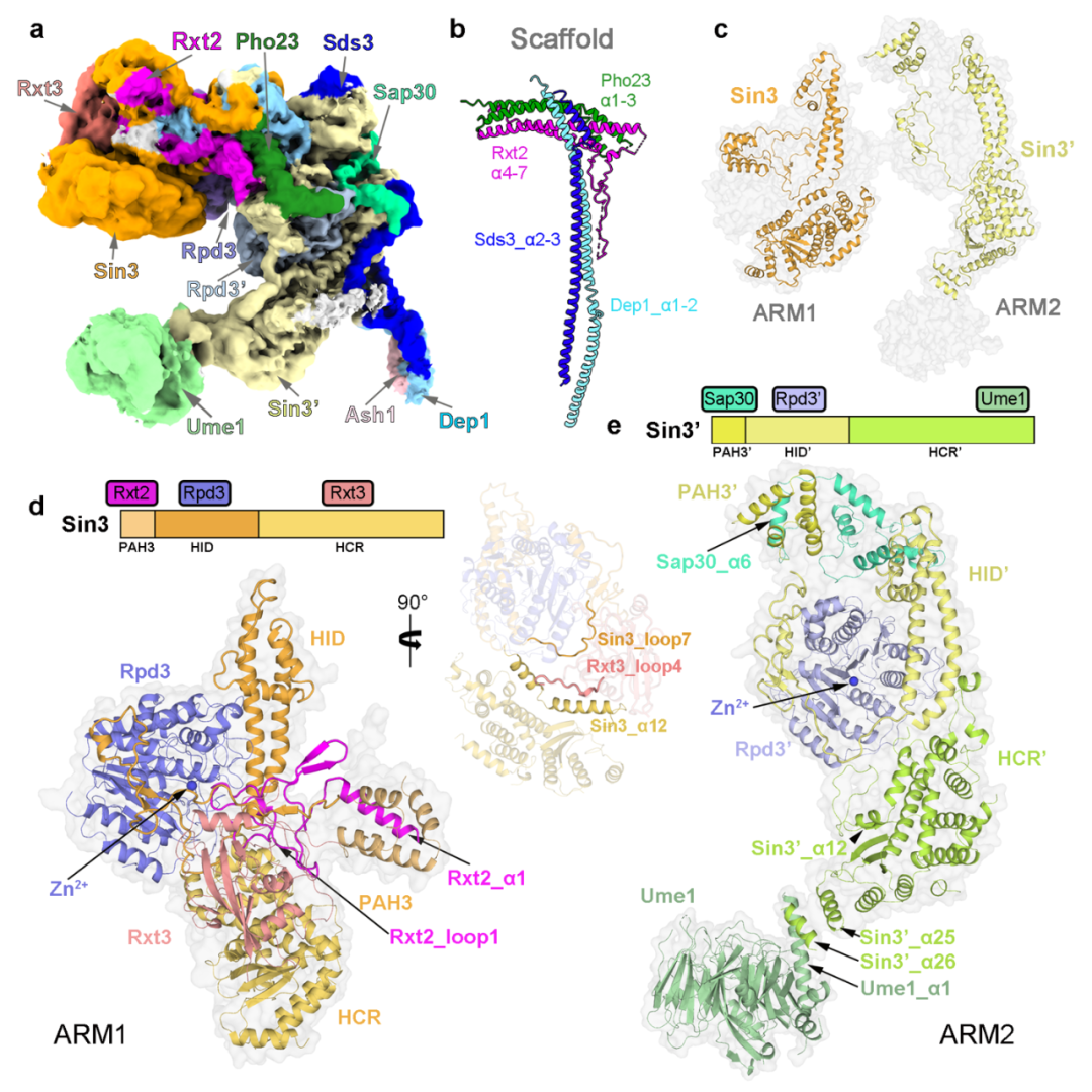 Nature子刊：施一公团队揭示酵母组蛋白去乙酰酶复合体Rpd3L的组装机制