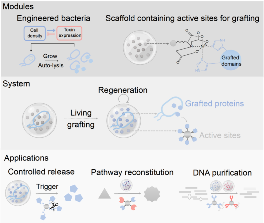 Cell Systems封面论文：中科院深圳先进院戴卓君团队实现合成生物学赋能的接枝反应