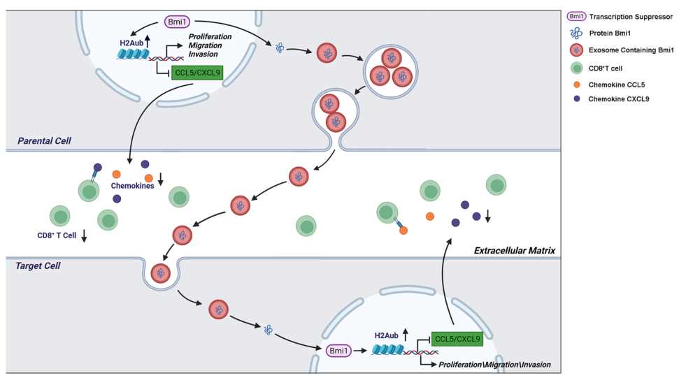 Cellular and Molecular Life Sciences: BMI1以外泌体依赖的方式促进胆管癌细胞进展并与抗肿瘤免疫相关