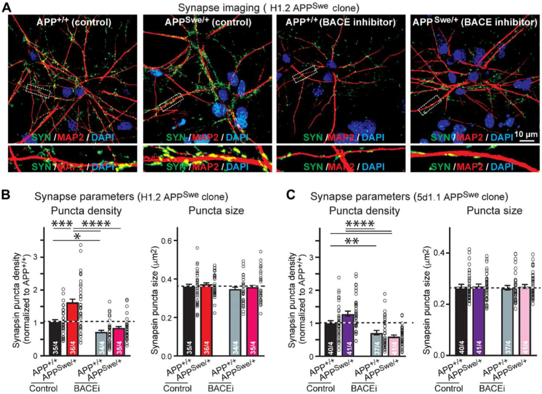 《科学》子刊：Aβ生理功能新发现！导致家族性阿尔茨海默病的瑞典型突变APP，竟能提高神经元突触密度！